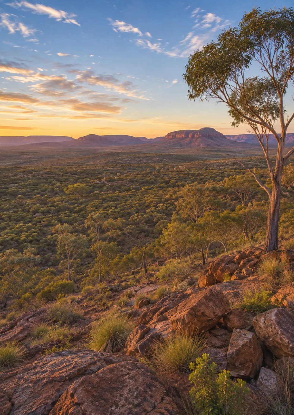 Gum tree on a rocky ridge overlooking Country at sunset